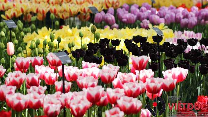Ha Lan hoa tulip