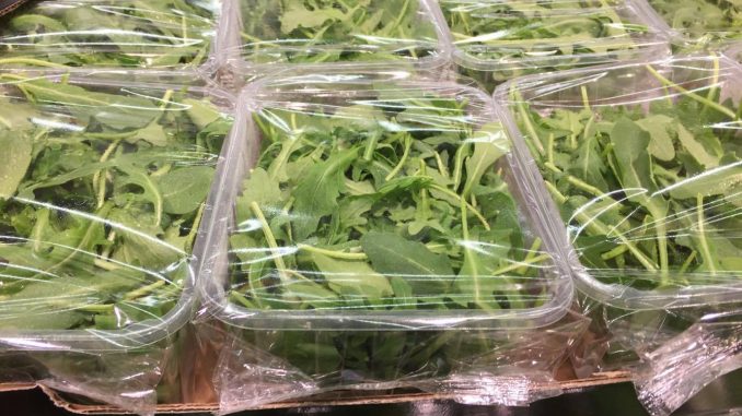 Rucola