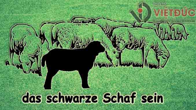 das-schwarze-schaf-sein_s