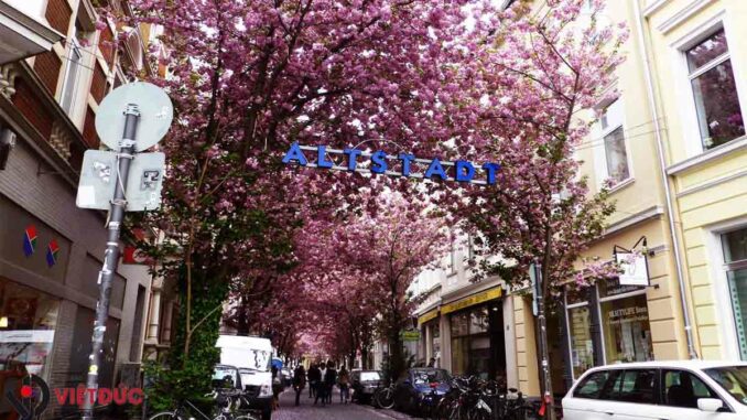 hoa anh dao bonn